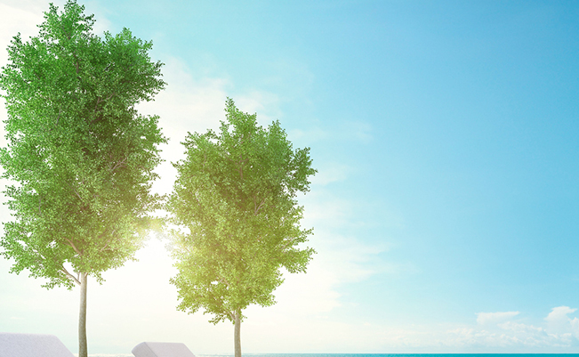 Two trees